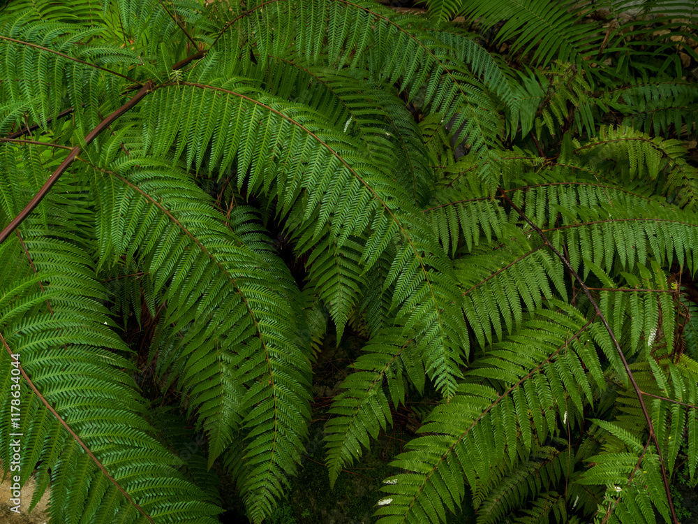 Photography tropical green leaves in garden, large foliage abstract green texture nature wallpaper background after rain seson Photography tropical green leaves in garden, large foliage abstract green texture nature wallpaper background after rain seson