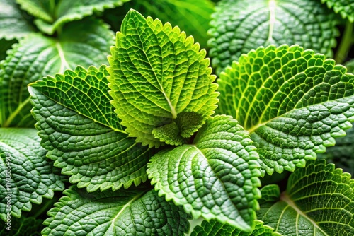 Scrophularia figwort (Lin Sheng Xuan Shen):  Chinese herbal remedy supporting skin and wellness.