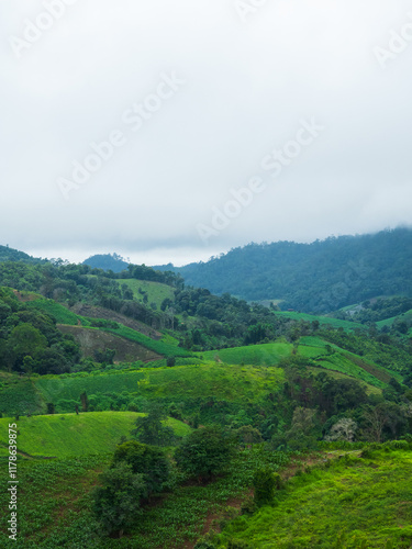 landscape photography vetical view beautiful scenery looking fog green tree forest Mountain hill natural blue sky cloud horizontal distant countryside thailand asia travel holiday wind relax dawn time photo