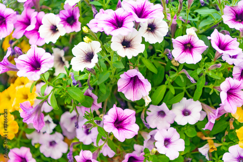 Petunia flower in nature. Summer nature. Vivid inflorescences of flowering plant. Flower of petunia. Flowering background. Petunia blossom. Vivid petunia garden flower growing. Fragrant bouquet