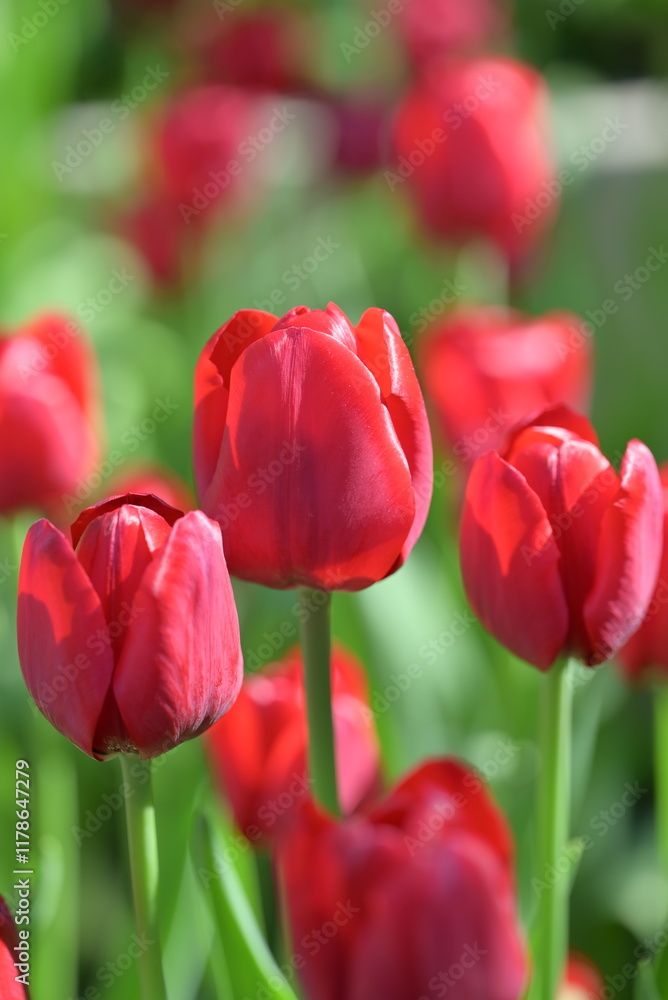 Close-up of red tulips in a field. The red tulips are in full bloom in natural light with green leaves forming a rich background. Close-up of red tulips in a field. The red tulips are in full bloom in natural light with green leaves forming a rich background.