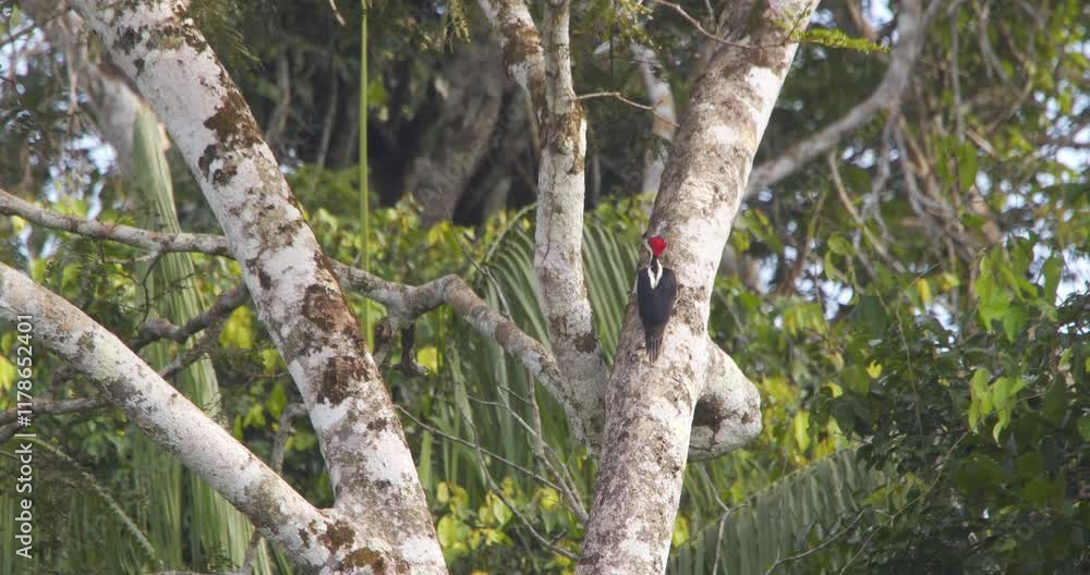 Camera tracking a Crimson Crested Woodpecker moving up a tree in search of food Camera tracking a Crimson Crested Woodpecker moving up a tree in search of food