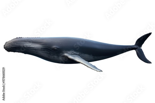 A real whale animal mammal fish. photo