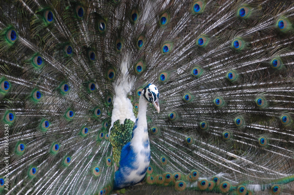 Fototapeta premium A male peacock shows its beautiful plumage during a mating dance.