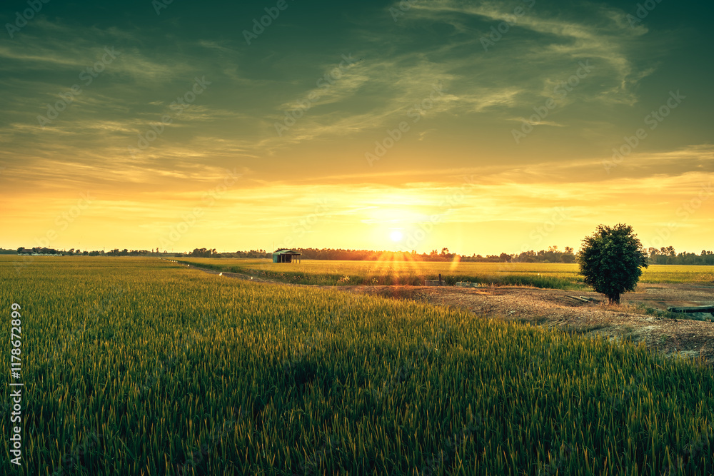 Fototapeta premium View of rice fields with green rice growing in the sunset..