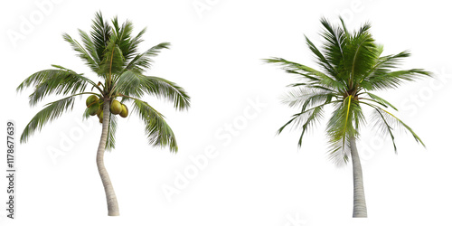 Coconut palm tree on transparency background.png photo