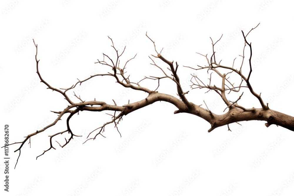Tree branch plant white background. Tree branch plant white background.