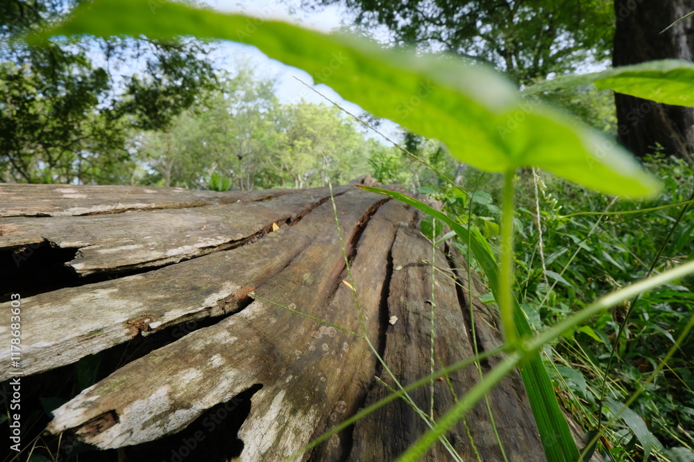 Close-Up of Ancient Teak Tree Bark Texture in a Lush Natural Forest Setting Close-Up of Ancient Teak Tree Bark Texture in a Lush Natural Forest Setting