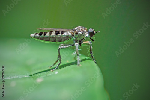 macro photography of Three-banded Pirate (Stichopogon trifasciatus) photo