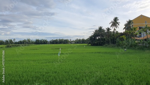 rice paddy photo