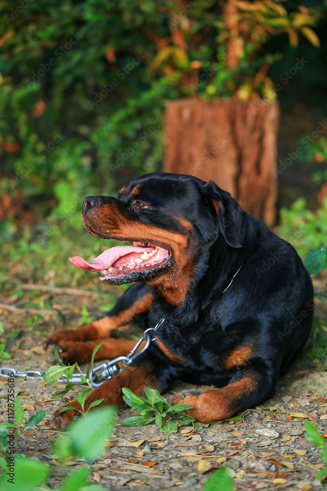 Rottweiler in the garden at sunset. Rottweiler dog lying on the floor and yawning
Rottweiler in the garden at sunset. Rottweiler dog lying on the floor and yawning