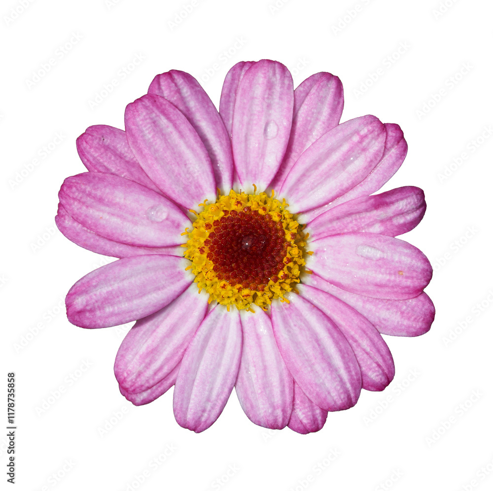 Pink daisy flower isolated or pink gerbera daisy isolated. Close-up Pink daisy flower isolated or pink gerbera daisy isolated. Close-up