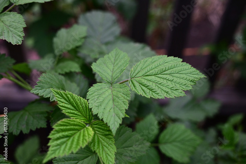 Wallpaper Mural The first young raspberry leaves. An antioxidant. Herbal tea. Close-up of new leaves. Blurred background. Torontodigital.ca