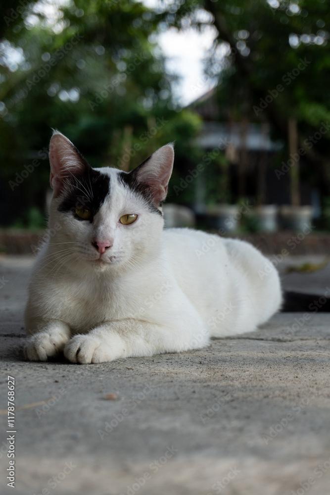 A white cat with black markings relaxing on a concrete surface with a natural outdoor background. A white cat with black markings relaxing on a concrete surface with a natural outdoor background.