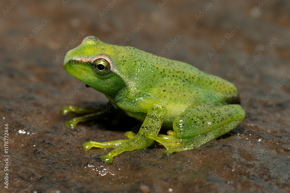 Ghatixalus asterops, the Ghat tree frog is endemic to India's Western Ghat mountains. Ghatixalus asterops, the Ghat tree frog is endemic to India's Western Ghat mountains.