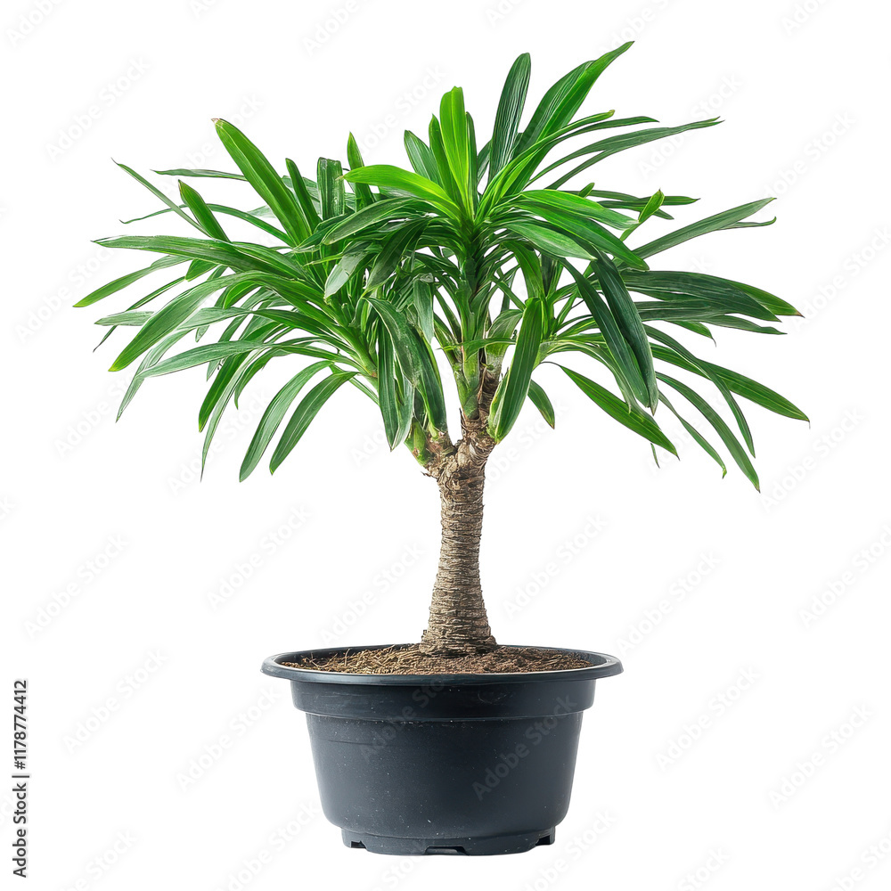 Dwarf Date Palm Isolated on White Background for Decorative Use on transparent background. Dwarf Date Palm Isolated on White Background for Decorative Use on transparent background.