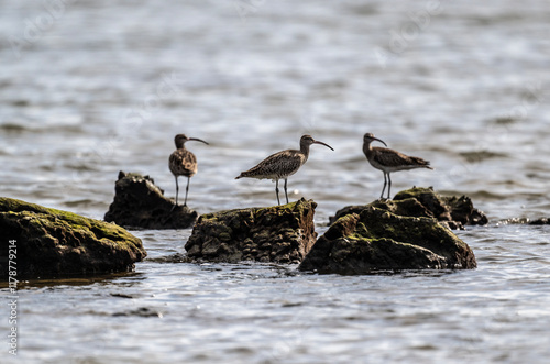 Grey curlew in the wild at dawn looking for food in Thailand photo