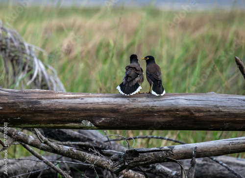 Bald myna in the wild at dawn looking for food in the country of Thailand photo