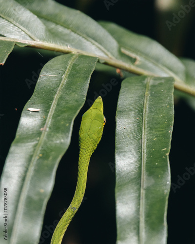 ahaetulla nasuta also known as Sri Lankan green vine snake. photo