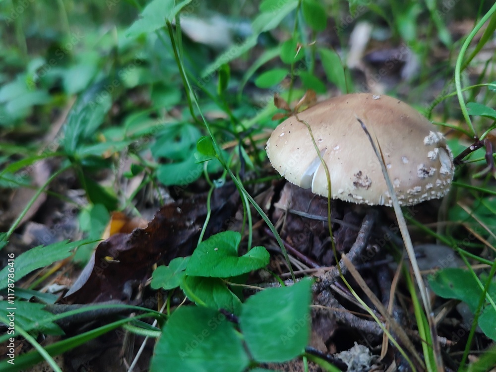 beautiful, light brown cap of panther fly agaric mushroom in green grass in forest, summer day beautiful, light brown cap of panther fly agaric mushroom in green grass in forest, summer day