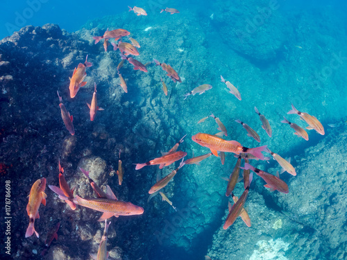 美しいアカヒメジ、ホウライヒメジ（ヒメジ科）他の群れ。
英名学名：Yellowfin goatfish (Mulloidichthys vanicolensis)
Whitesaddle goatfish, Parupeneus ciliatus
静岡県伊豆半島賀茂郡南伊豆町中木ヒリゾ浜2024年
 photo