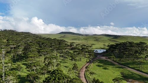 Araucária Brasil