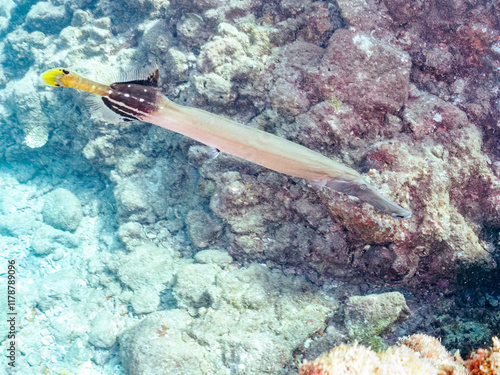 美しく大きなヘラヤガラ（ヘラヤガラ科）。
英名学名：Painted flutemouth, Trumpetfish (Aulostomus chinensis)
静岡県伊豆半島賀茂郡南伊豆町中木ヒリゾ浜2024年
 photo