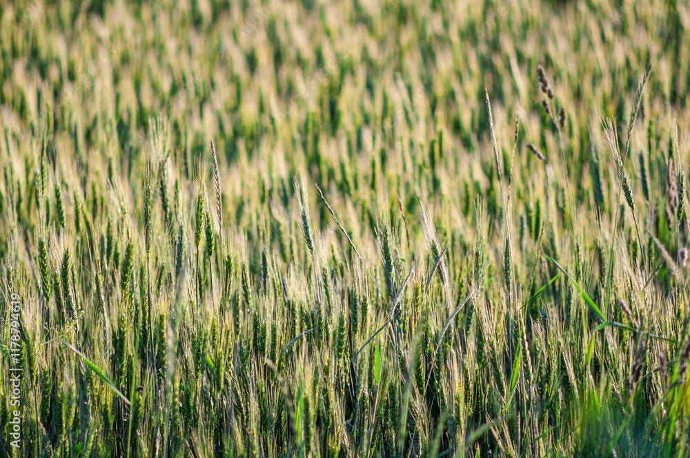 Wheat field with green spikes swaying in the sunlight, showcasing a lush agricultural scene. Wheat field with green spikes swaying in the sunlight, showcasing a lush agricultural scene.