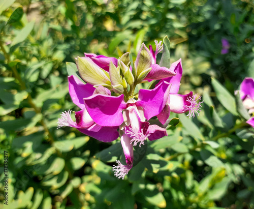 Closeup polygala myrtifolia pink and purple flower plant, commonly known as myrtle-leaf milkwort and septemer bush with blurred background  photo