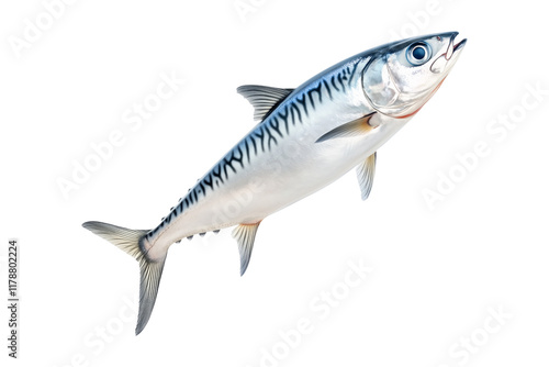 Fresh mackerel fish with detailed scales and fins isolated on white transparent background. Concept of seafood and marine life photo