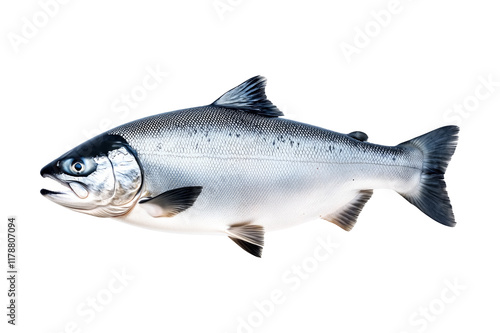 Silver salmon fish with fine details, textured scales and fins isolated on white transparent background. Concept of aquatic life photo