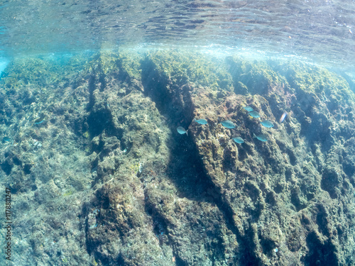 浅瀬を泳ぐ、美しいアオリイカ（ヤリイカ科）の幼魚の群れの半水面撮影。
英名学名：Bigfin Reef Squid (Sepioteuthis lessoniana)
静岡県伊豆半島賀茂郡南伊豆町中木ヒリゾ浜2024年
 photo