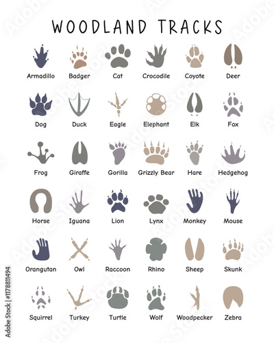 Woodland Animals Tracks Field Guide Poster, Soft Color Educational Poster, Preschool Classroom Decor, Montessori Poster, Kids Playroom Decor