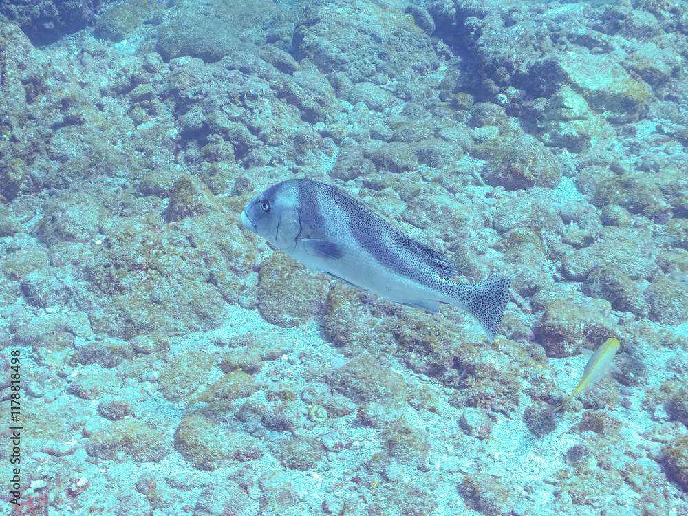Obraz premium 大きく美しいコショウダイ（イサキ科）他。 英名学名：Crescent sweetlips (Plectorhinchus cinctus) 静岡県伊豆半島賀茂郡南伊豆町中木ヒリゾ浜2024年 