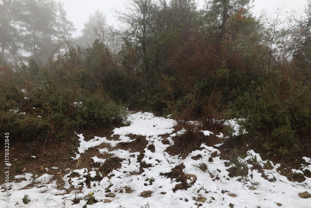 Fototapeta premium Snowy forest landscape. High quality photo