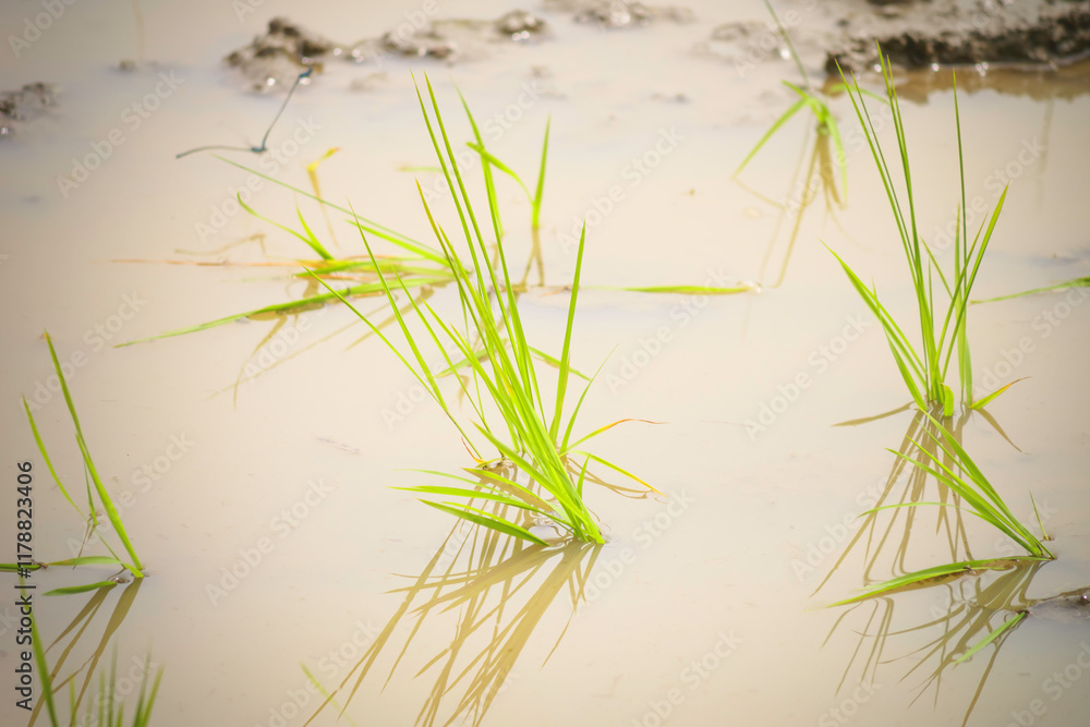 Obraz premium young rice plants in the sunlight rice fields