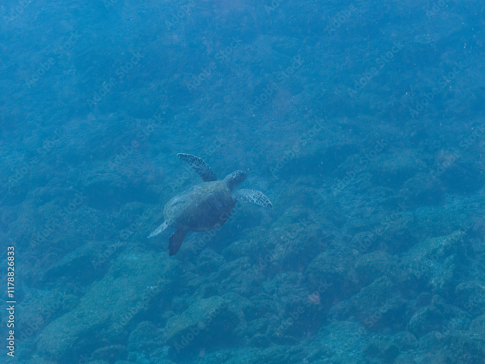 ゆったり泳ぐ美しく大きなアオウミガメ(ウミガメ科)。
英名学名:green sea turtle (Chelonia mydas)
静岡県伊豆半島賀茂郡南伊豆町中木ヒリゾ浜2024年
ゆったり泳ぐ美しく大きなアオウミガメ(ウミガメ科)。
英名学名:green sea turtle (Chelonia mydas)
静岡県伊豆半島賀茂郡南伊豆町中木ヒリゾ浜2024年