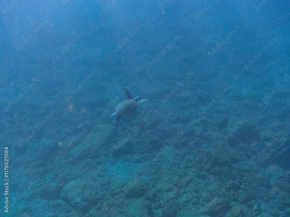 Fototapeta premium ゆったり泳ぐ美しく大きなアオウミガメ（ウミガメ科）。 英名学名：green sea turtle (Chelonia mydas) 静岡県伊豆半島賀茂郡南伊豆町中木ヒリゾ浜2024年 