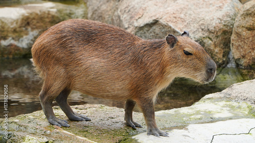 Fotografie Portrait of a capybara in the sunshine