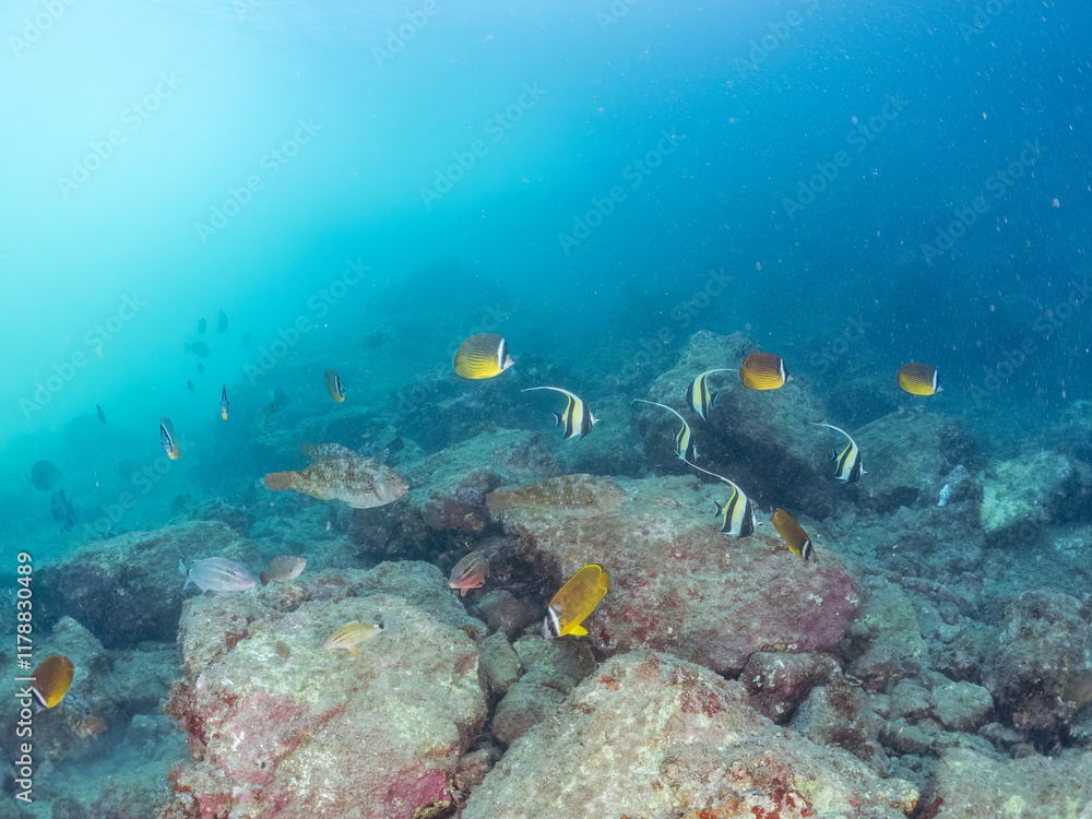 Fototapeta premium 水中洞窟にいる、美しいツノダシ、ホウライヒメジ、ニザダイ、チョウチョウウオ他の群れ。 英名学名:Moorish Idol, Zanclus cornutus Sawtail, Prionurus scalprum Oriental ButterflyFish, Chaetodon aurites 静岡県伊豆半島賀茂郡南伊豆町中木ヒリゾ浜2024年