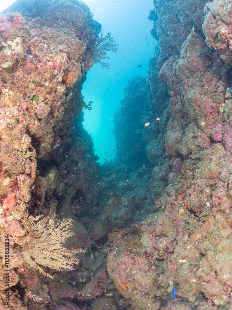 Fototapeta premium 水中洞窟にいる、美しいオオスジイシモチ（テンジクダイ科）他の群れ。 英名学名：Black-Stripe Sweeper (Pempheris schwenkii) 静岡県伊豆半島賀茂郡南伊豆町中木ヒリゾ浜2024年 