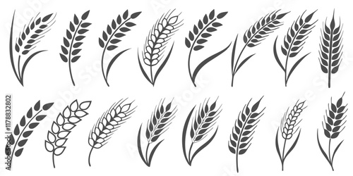 wheat grains isolated on a white background