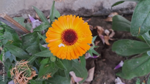 Orange Pot Marigold or Calendula Officinalis Flower Blooming on Green Leaves Background photo