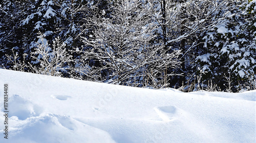 Wallpaper Mural A snowy landscape with snow-covered trees in the background. Ideal for winter, holiday, or nature-related themes. Torontodigital.ca