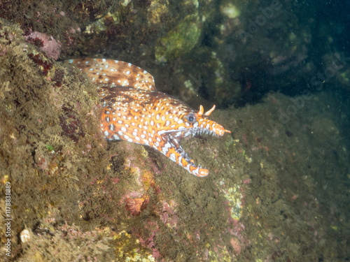 水中洞窟にいる、
大きく美しいトラウツボ（ウツボ科）。
英名学名：Dragon Moray (Enchelycore pardalis)
静岡県伊豆半島賀茂郡南伊豆町中木ヒリゾ浜2024年
 photo