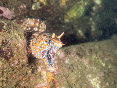 水中洞窟にいる、
大きく美しいトラウツボ（ウツボ科）。
英名学名：Dragon Moray (Enchelycore pardalis)
静岡県伊豆半島賀茂郡南伊豆町中木ヒリゾ浜2024年
 photo