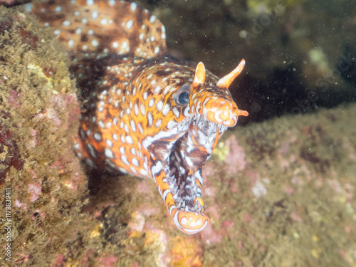 水中洞窟にいる、
大きく美しいトラウツボ（ウツボ科）。
英名学名：Dragon Moray (Enchelycore pardalis)
静岡県伊豆半島賀茂郡南伊豆町中木ヒリゾ浜2024年
 photo