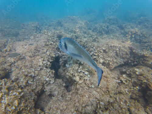 Gilthead seabream (Sparus aurata) in its natural habitat. Underwater photo of a silver fish with a golden stripe on its forehead, swimming over a rocky bottom. photo