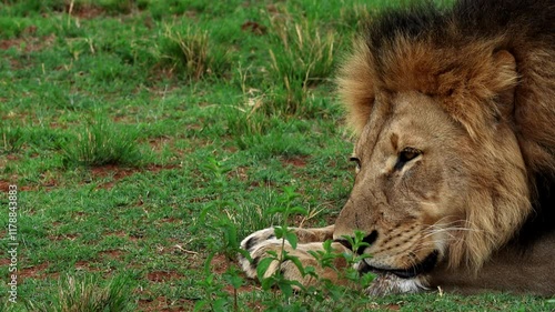 Male African lion King of the Jungle lying down on grass for a nap, telephoto photo