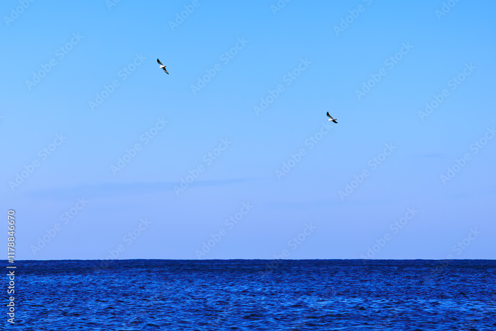 飛翔する美しいウミネコ(カモメ科)
英名学名:Black-tailed gull (Larus crassirostris)
静岡県伊豆半島賀茂郡南伊豆町中木ヒリゾ浜2024年
飛翔する美しいウミネコ(カモメ科)
英名学名:Black-tailed gull (Larus crassirostris)
静岡県伊豆半島賀茂郡南伊豆町中木ヒリゾ浜2024年
